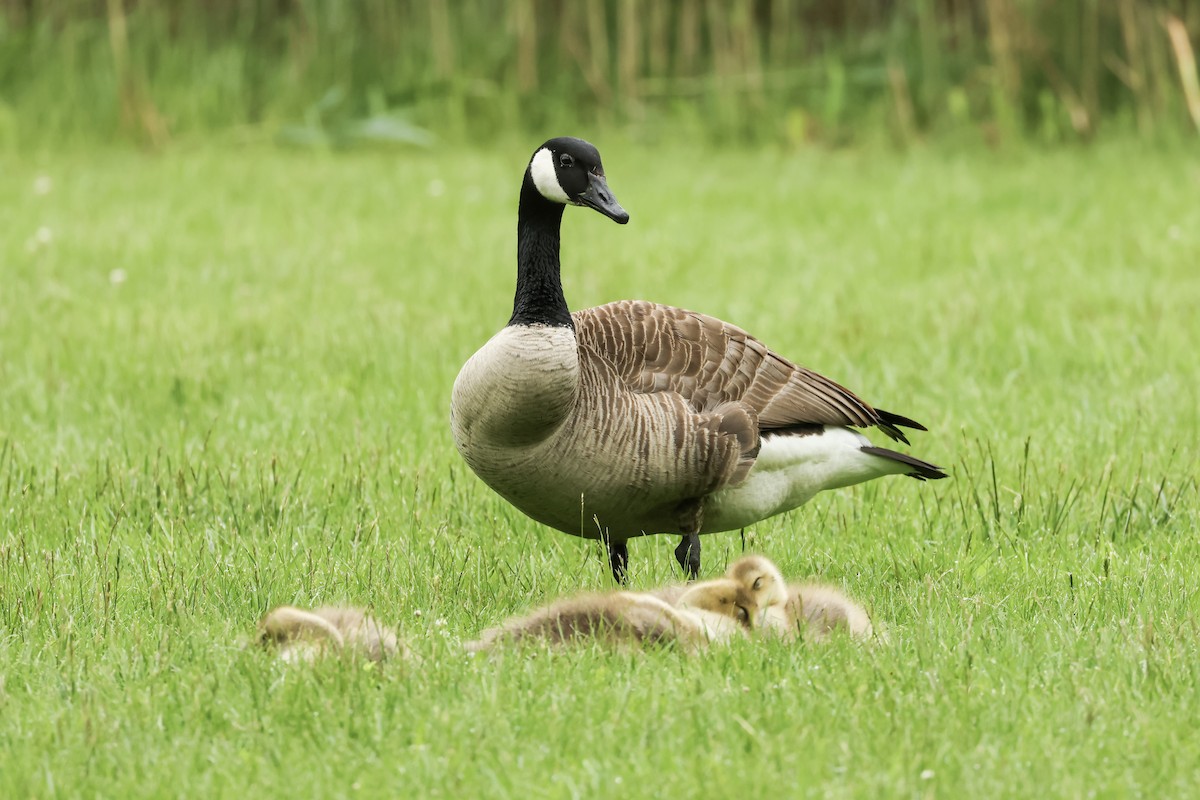 Canada Goose - ML636258026