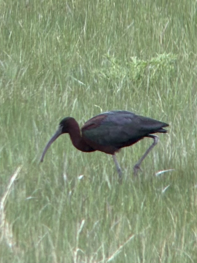 彩䴉 - ML636258115