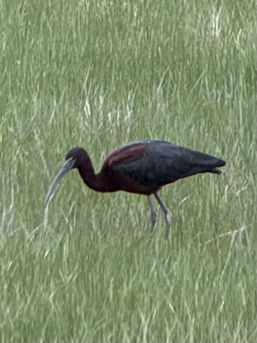 彩䴉 - ML636258116