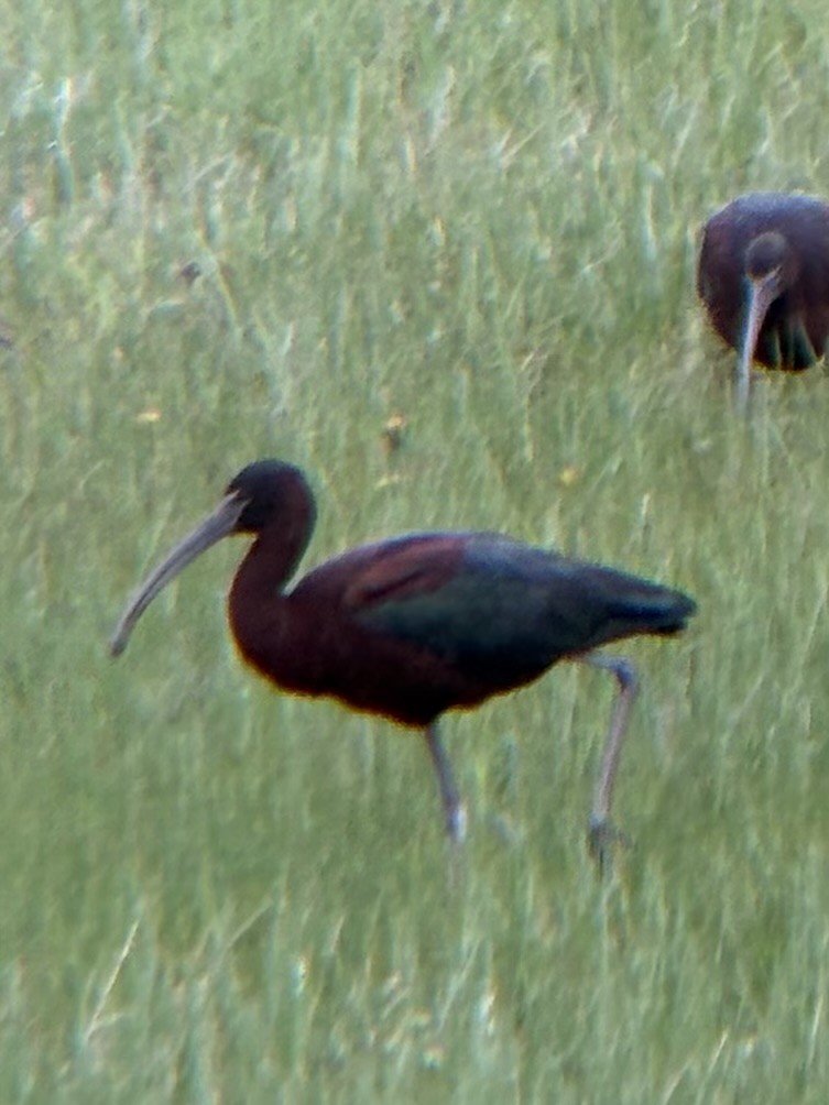 彩䴉 - ML636258118