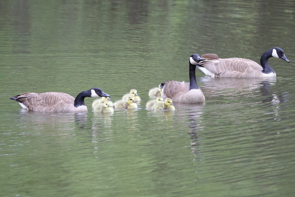 Canada Goose - ML636258204