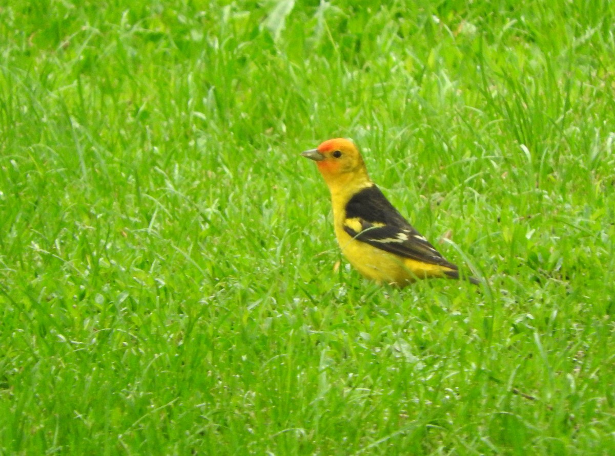 Western Tanager - ML636258213