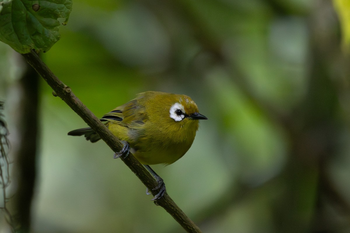Kilimanjaro White-eye - ML636258333