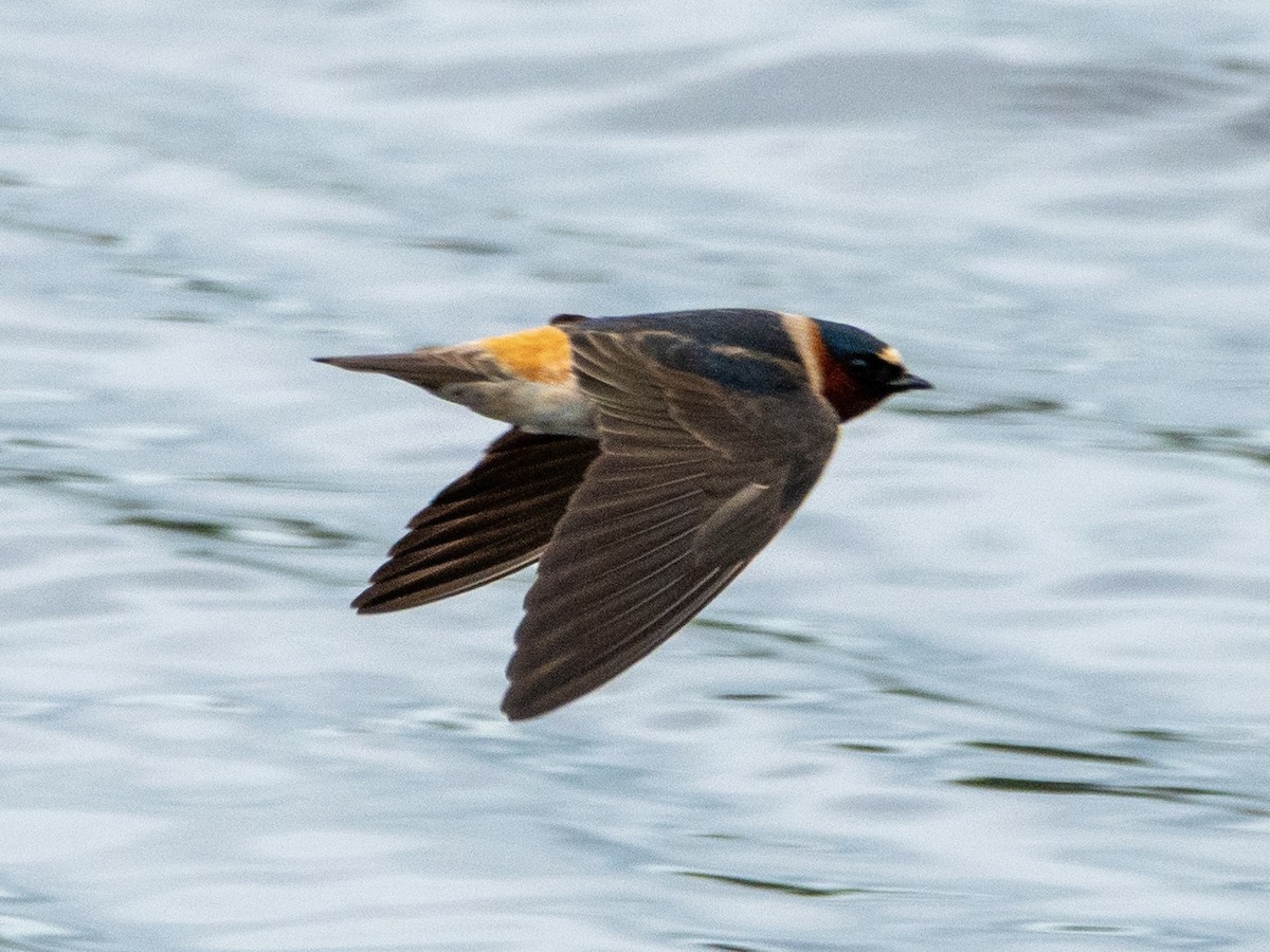 Cliff Swallow - ML636258345