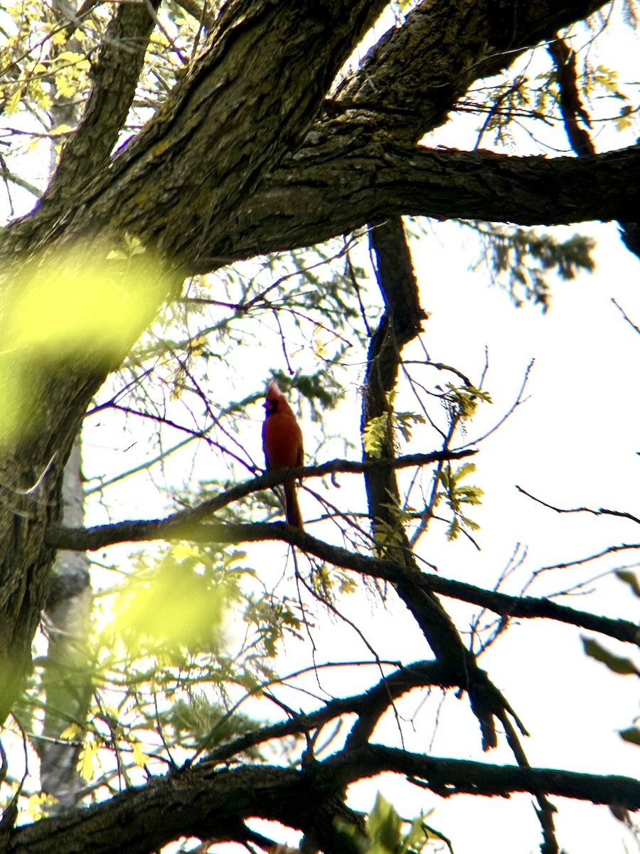 Northern Cardinal - ML636258398