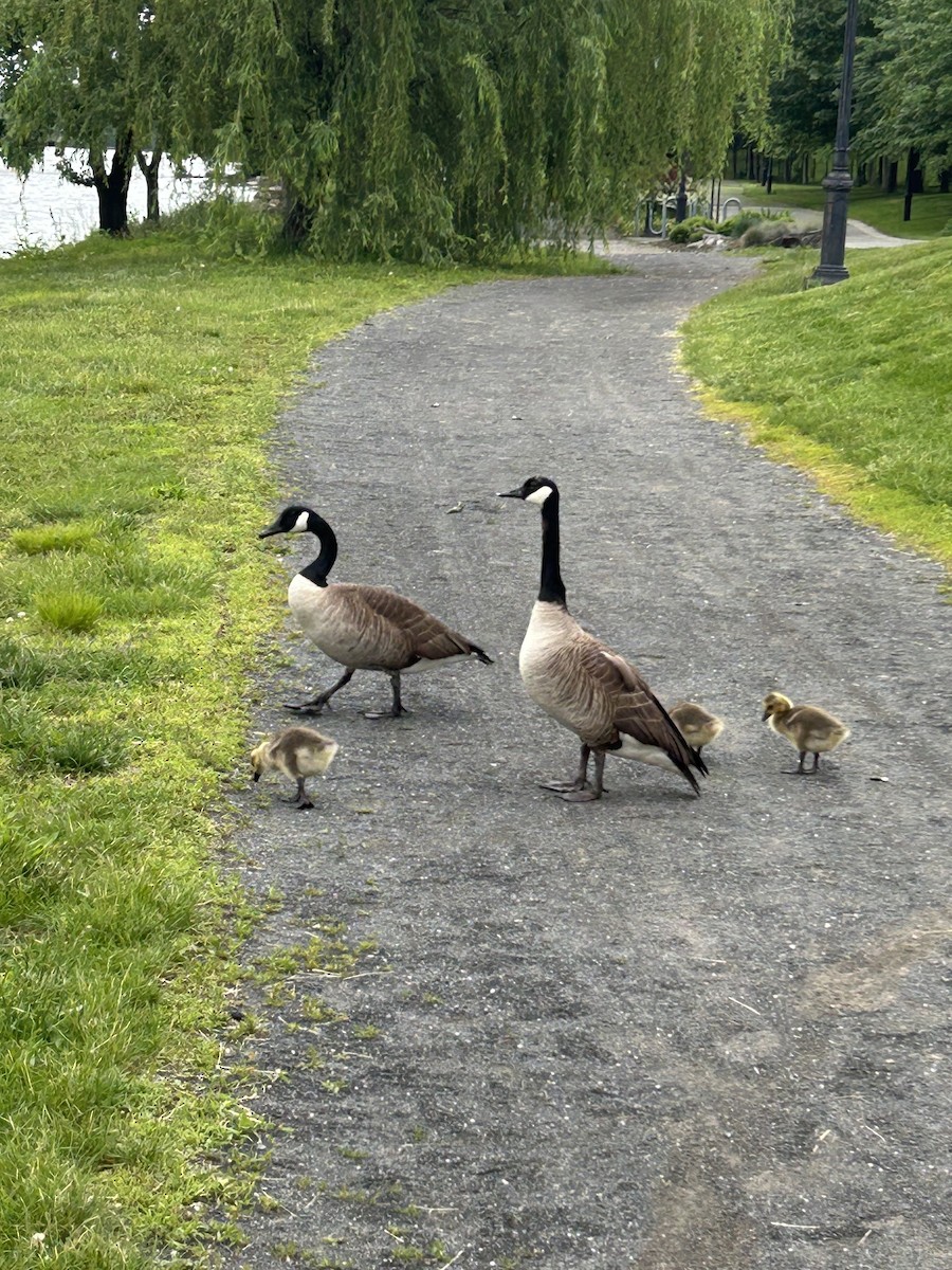 Canada Goose - ML636258615