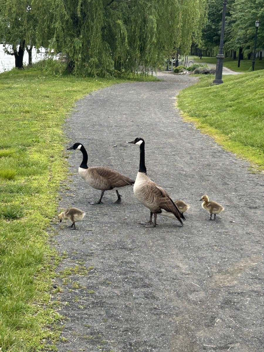 Canada Goose - ML636258616