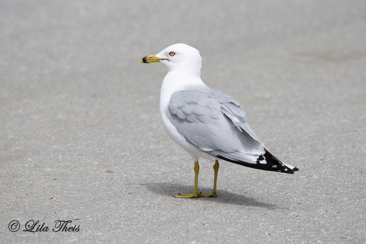 Ring-billed Gull - ML636258702