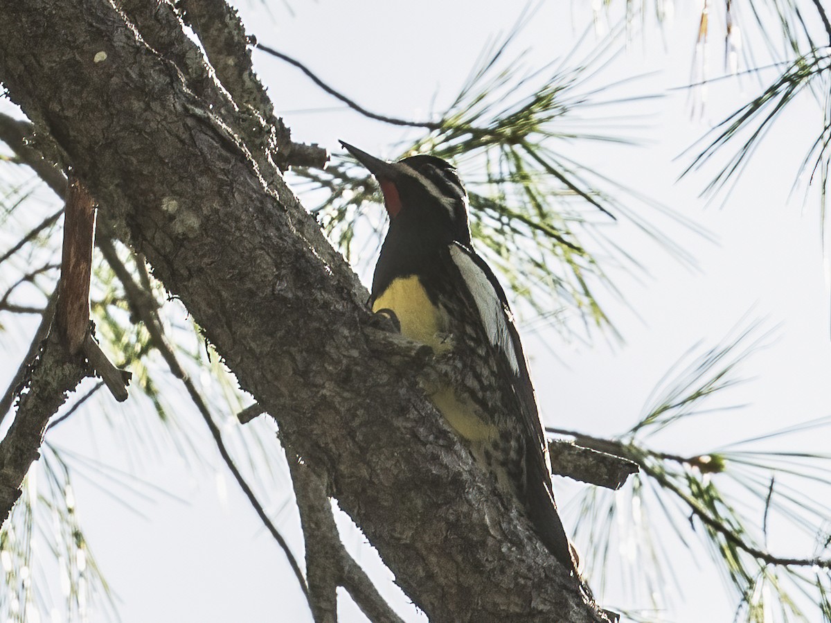 ズグロシルスイキツツキ - ML636258724