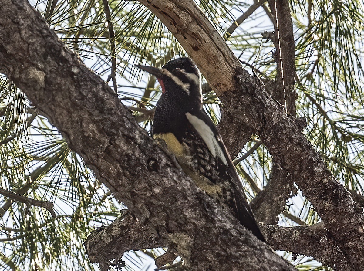 ズグロシルスイキツツキ - ML636258725