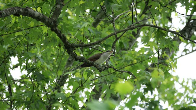 Yellow-billed Cuckoo - ML636258731