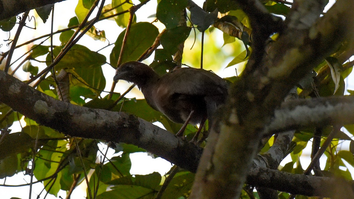 Variable Chachalaca - ML636258749