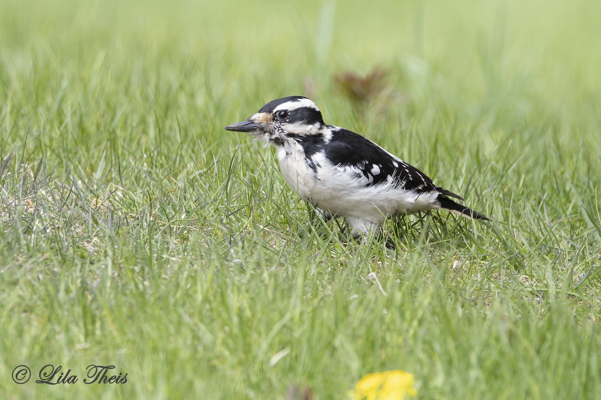 Hairy Woodpecker - ML636258760