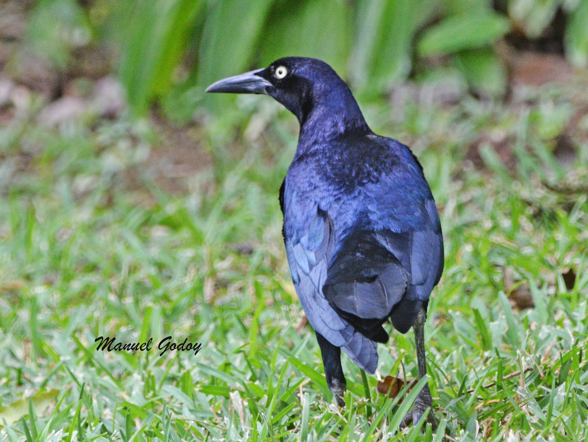 オナガクロムクドリモドキ - ML636258787