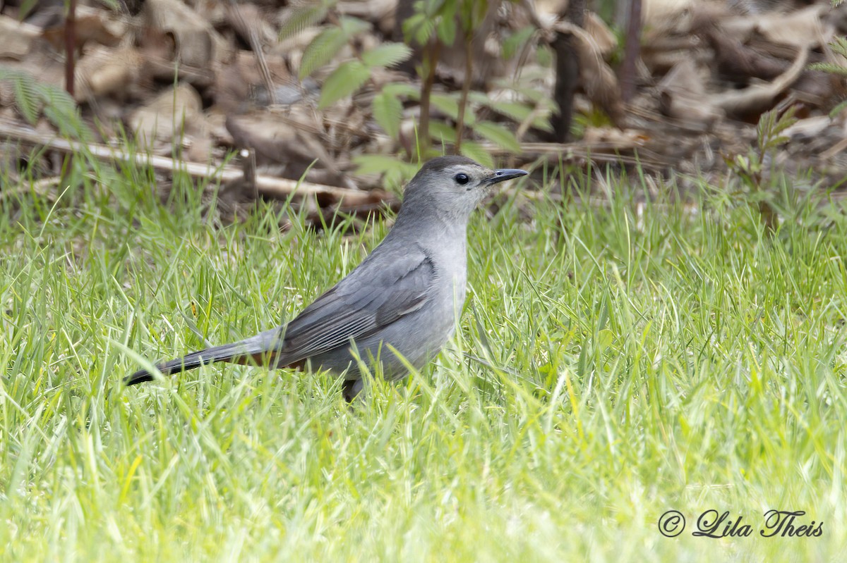Gray Catbird - ML636258807