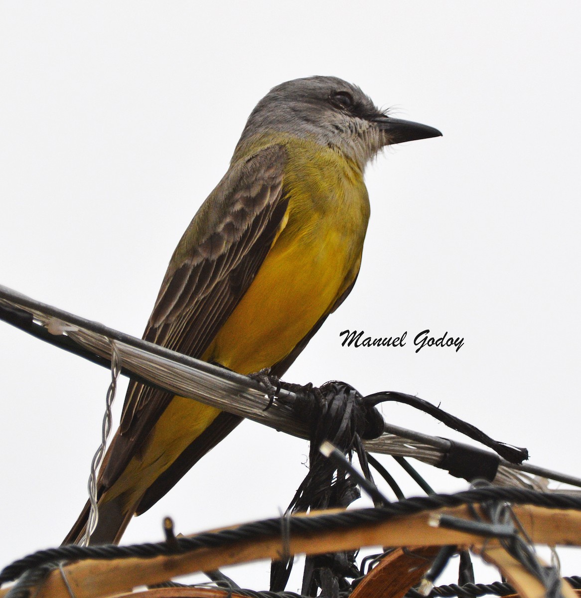 オリーブタイランチョウ - ML636258819