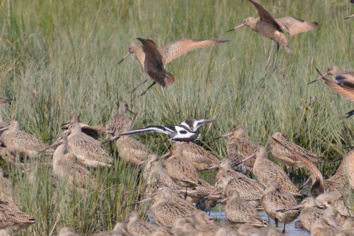Black Turnstone - ML636258822