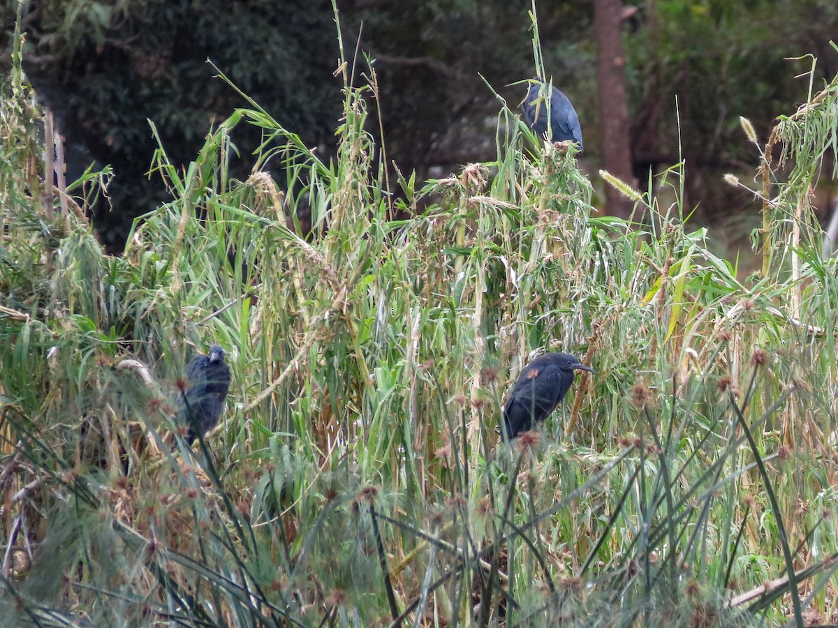 Black Heron - ML636258828