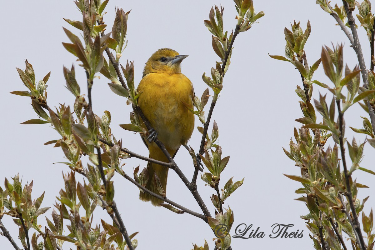 Baltimore Oriole - ML636258835