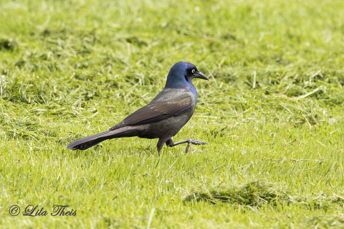 Common Grackle - ML636258846