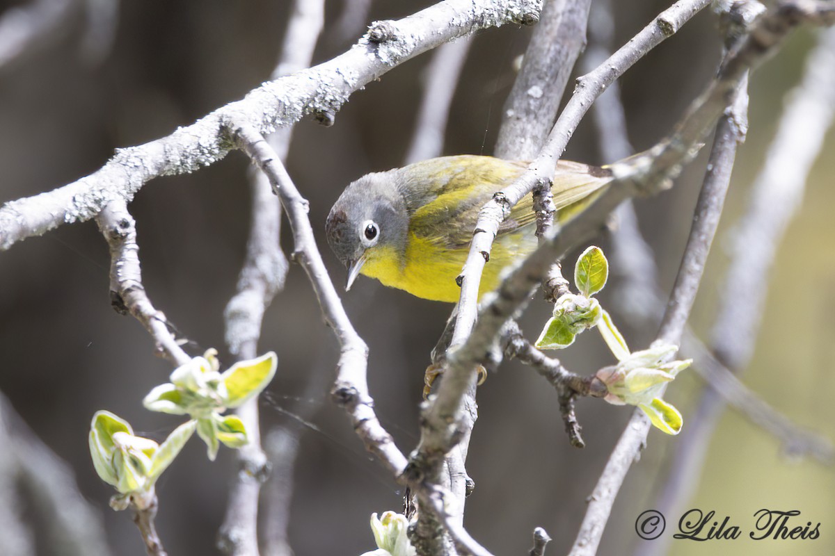 Nashville Warbler - ML636258863