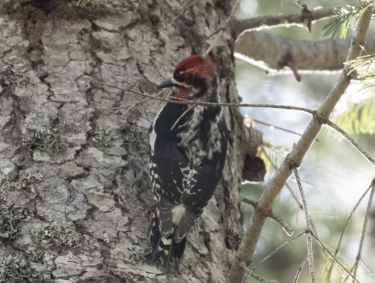 ムネアカシルスイキツツキ - ML636258912