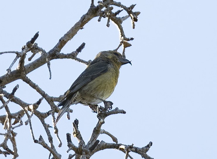 イスカ - ML636258943