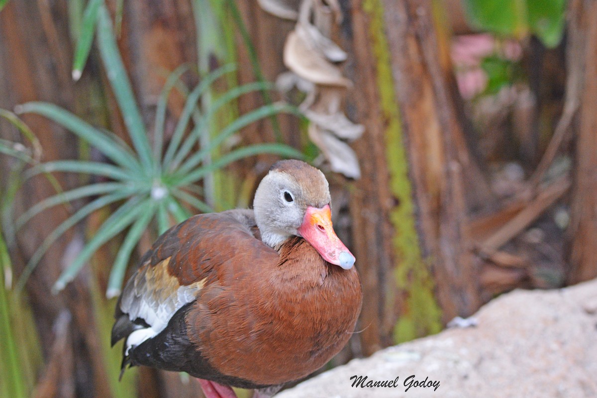 アカハシリュウキュウガモ - ML636259101