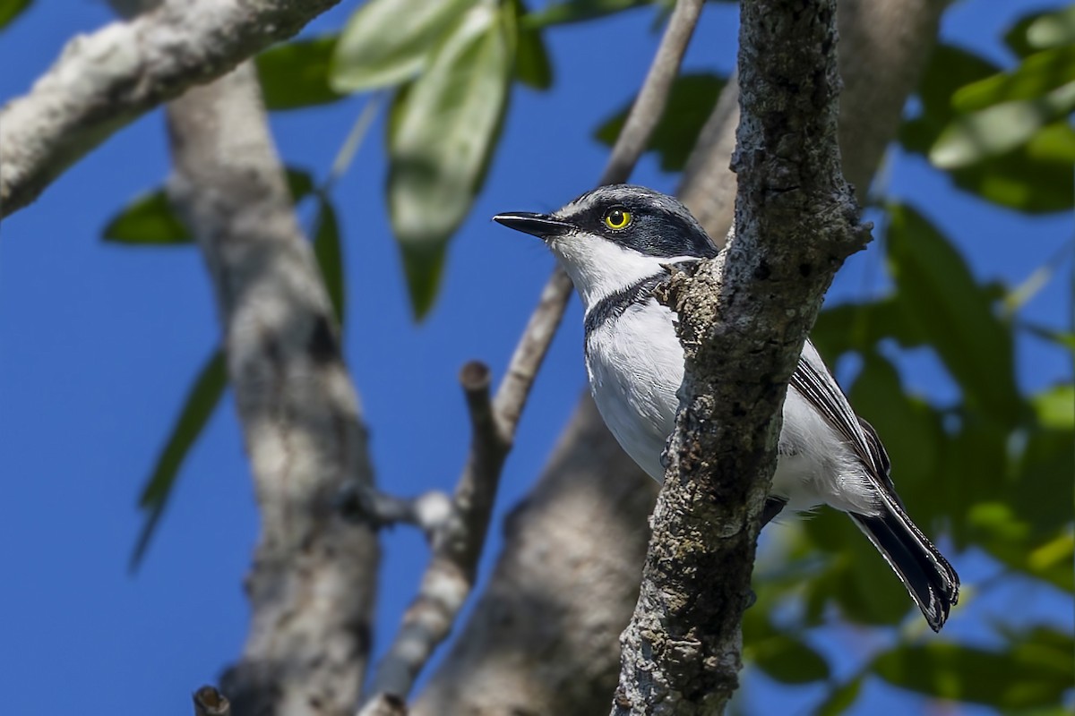 Pale Batis - ML636259149