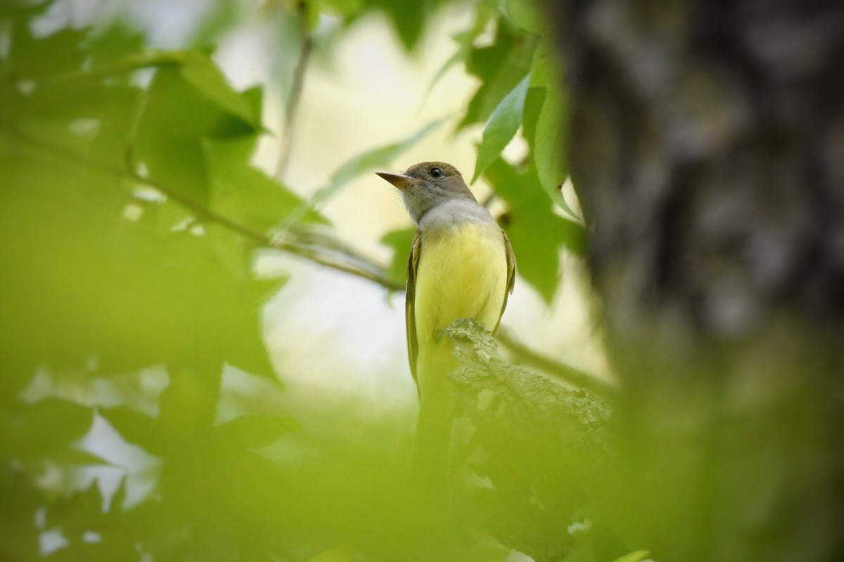 Great Crested Flycatcher - ML636259225