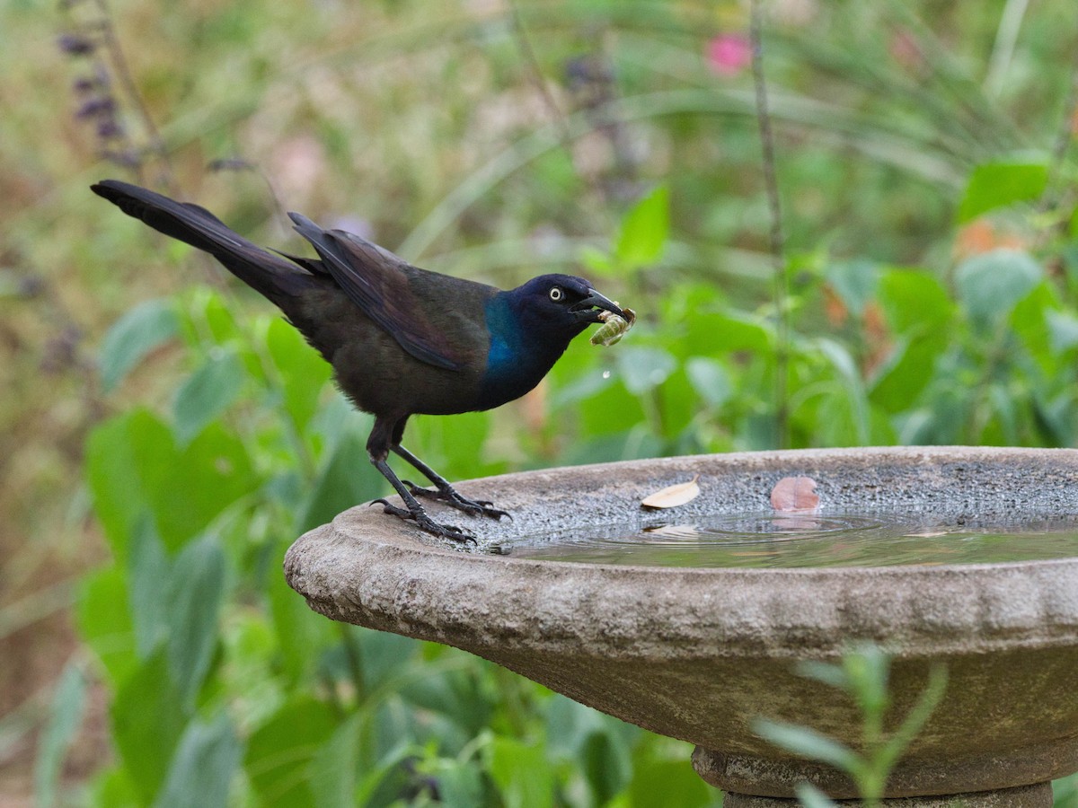 Common Grackle - ML636259273