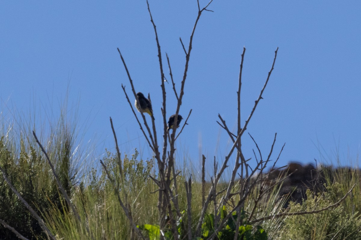Black Siskin - ML636259413