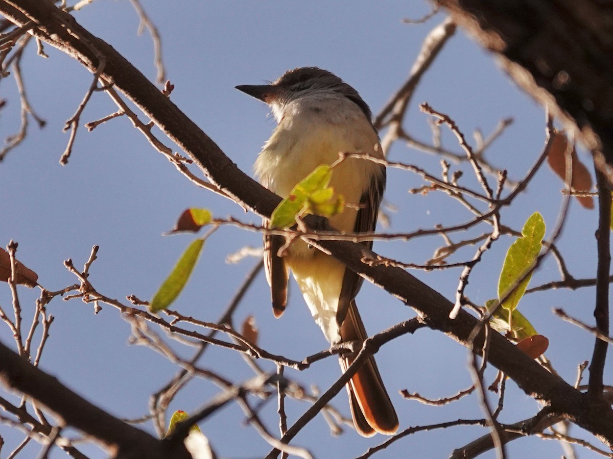 Brown-crested Flycatcher - ML636259470