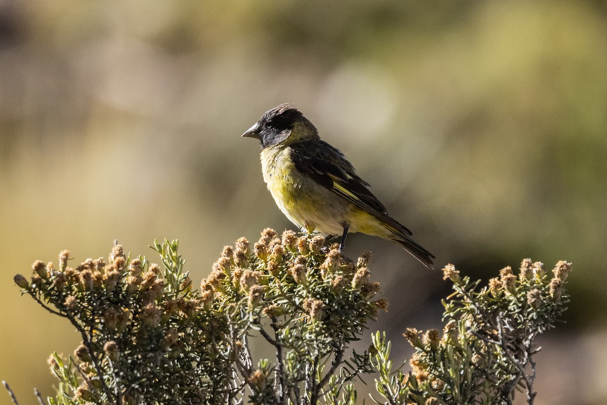 Thick-billed Siskin - ML636259492