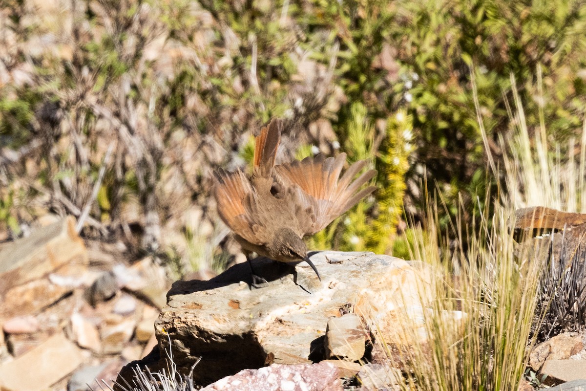 Buff-breasted Earthcreeper - ML636259504