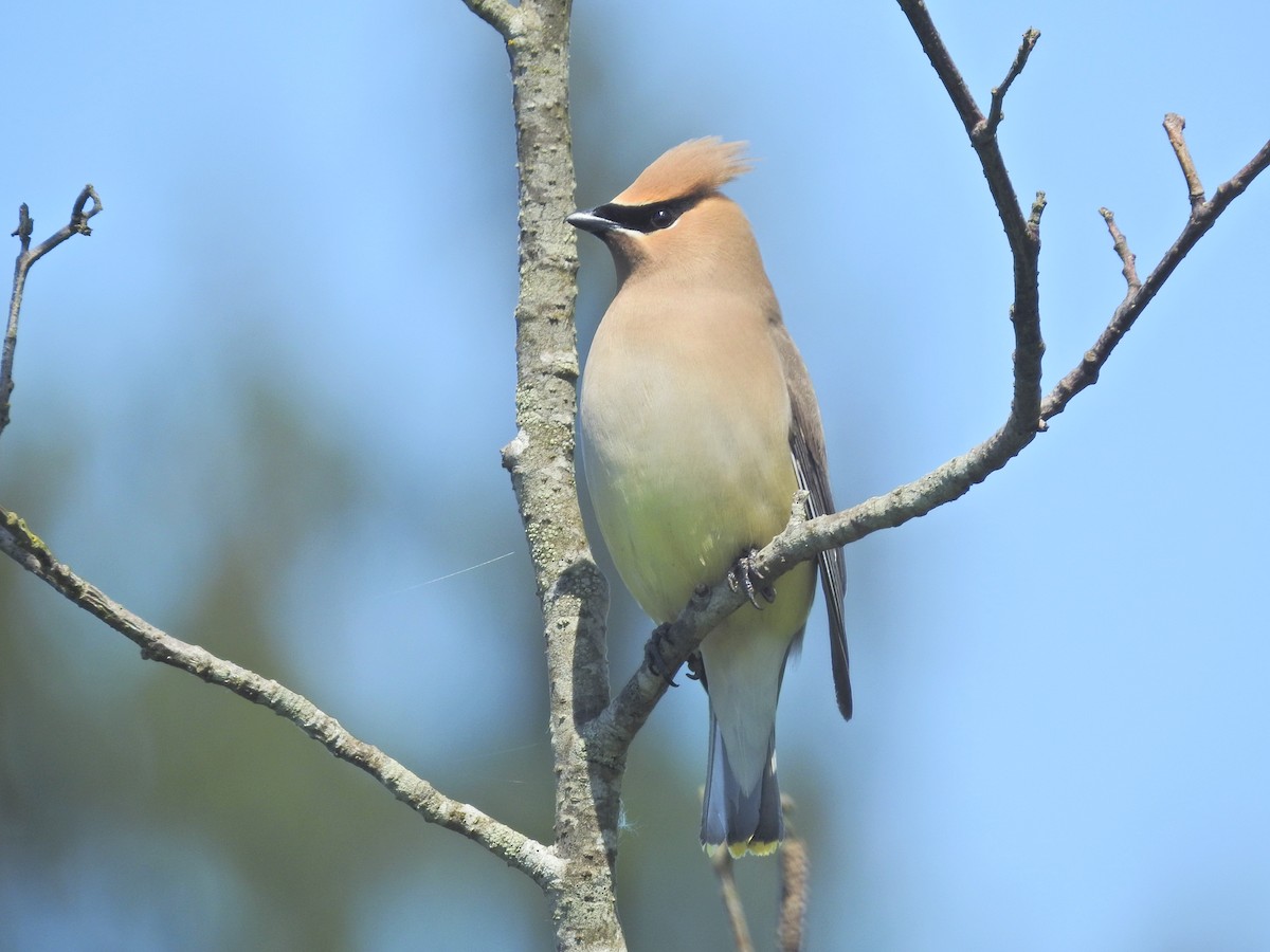 Cedar Waxwing - ML636259507