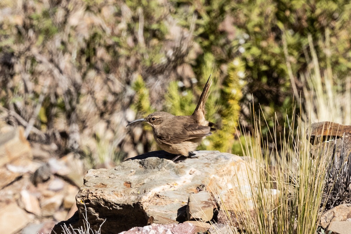 Buff-breasted Earthcreeper - ML636259517