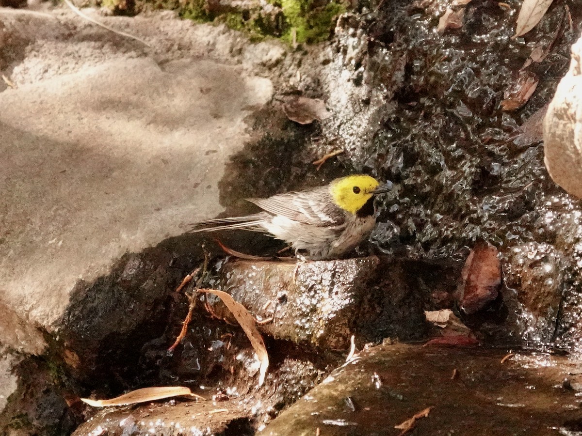 Hermit Warbler - ML636259547
