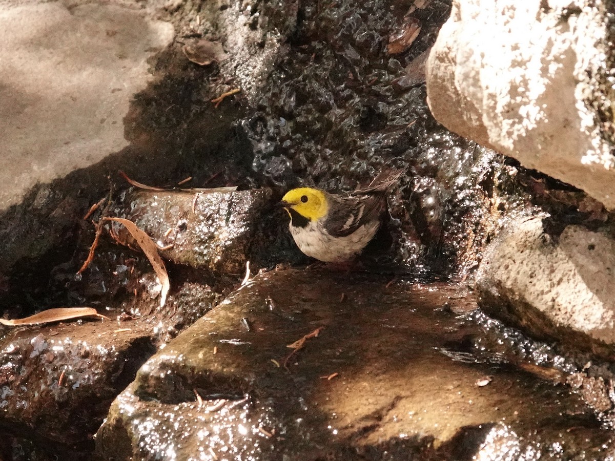 Hermit Warbler - ML636259565