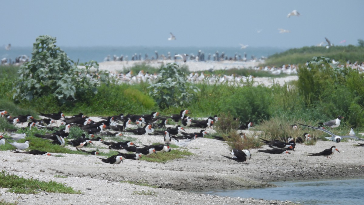 Black Skimmer - ML636259566
