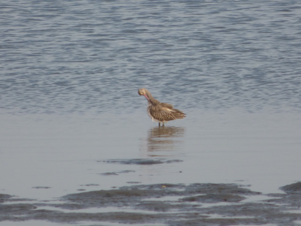 Bar-tailed Godwit - ML63625961