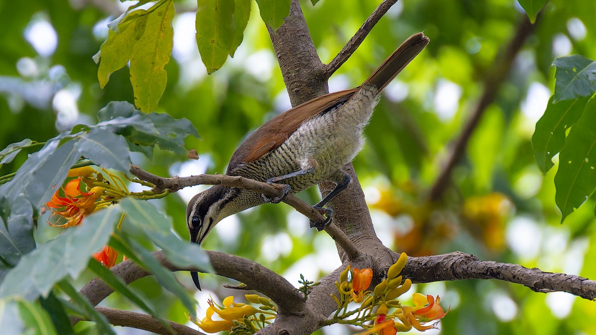 Magnificent Riflebird - ML636259618