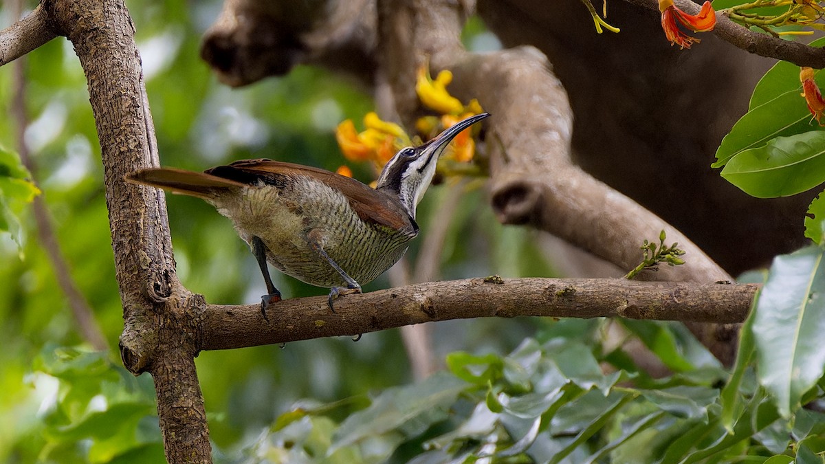 Magnificent Riflebird - ML636259619