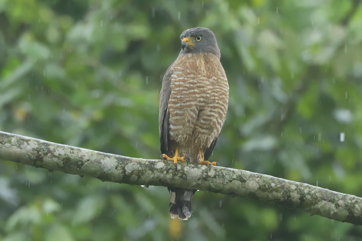 Wegebussard - ML636259647