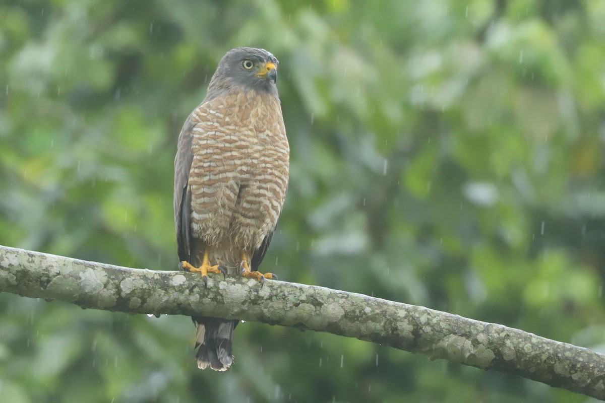 Wegebussard - ML636259649