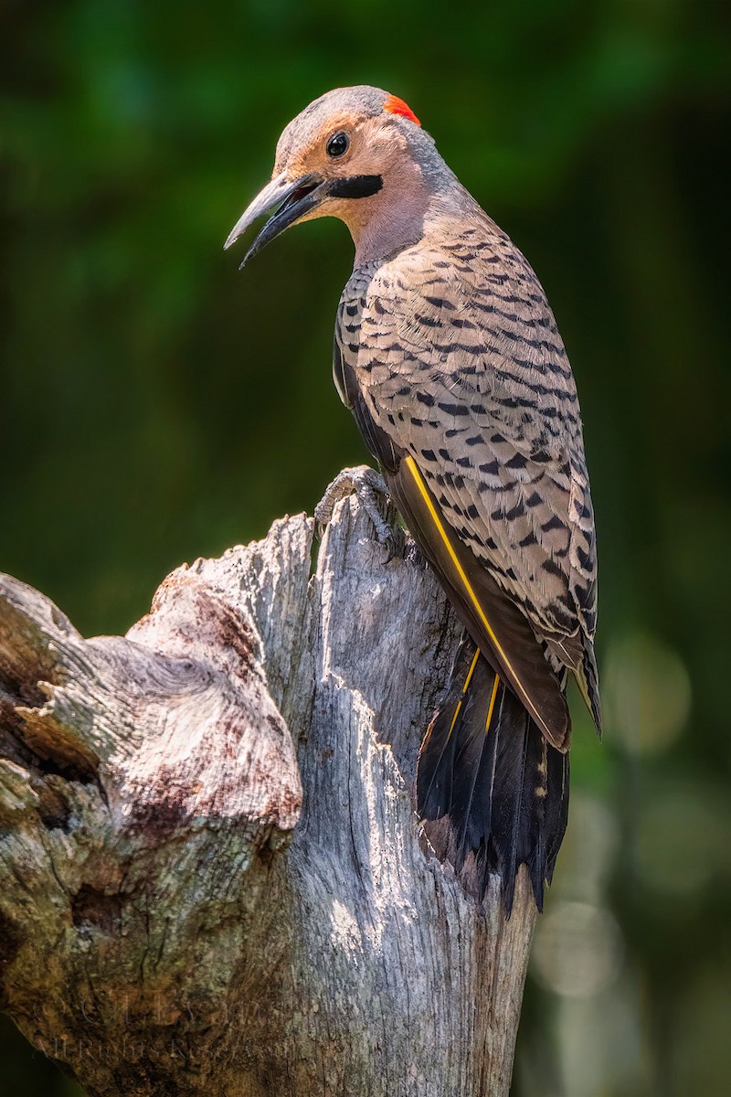 Northern Flicker - ML636259650