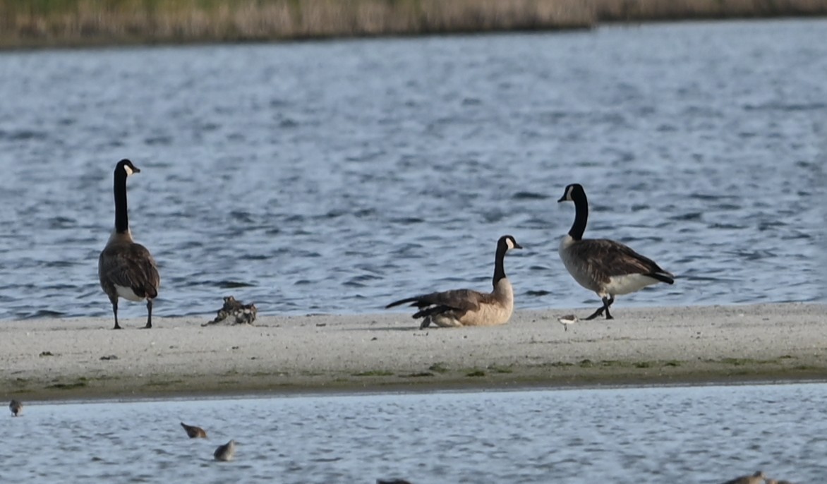 Canada Goose - ML636259663