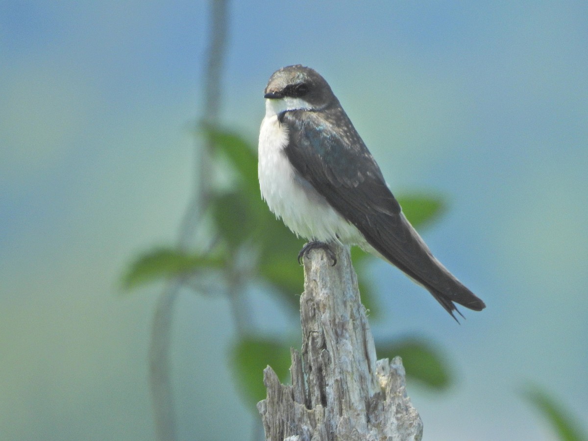Tree Swallow - ML636259681