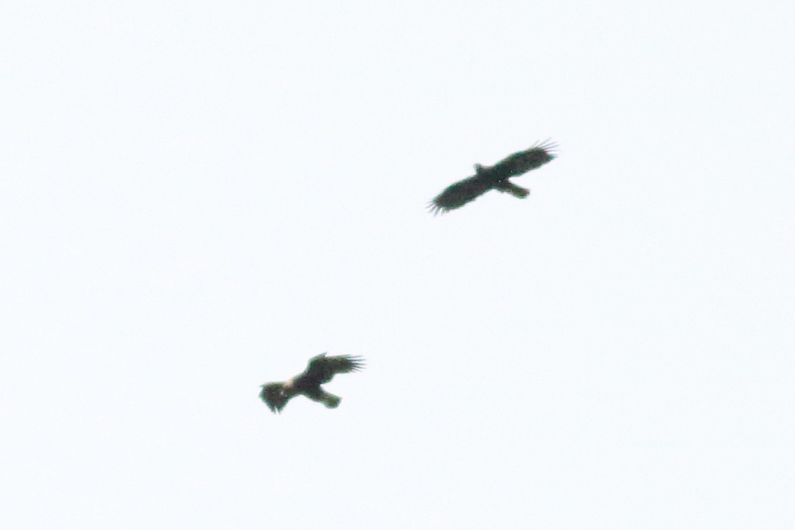 Цармын бүргэд - ML636259682