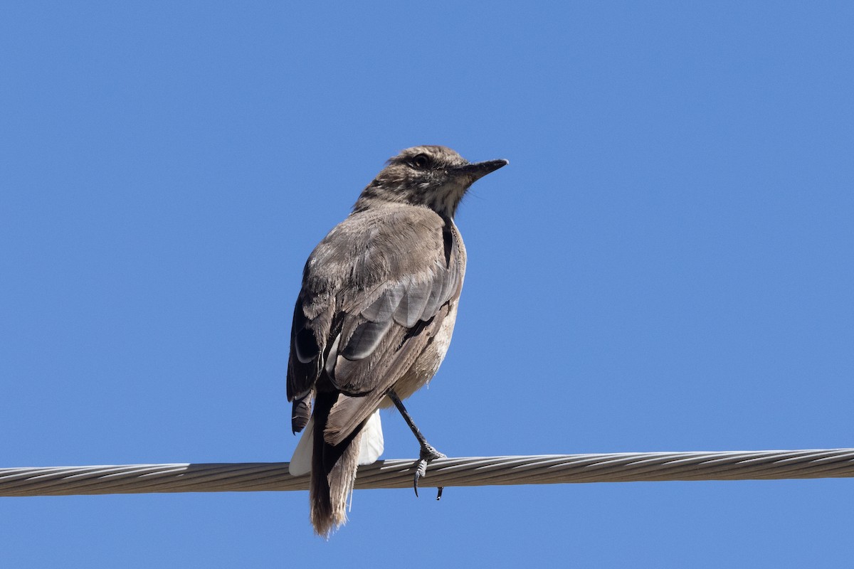 Black-billed Shrike-Tyrant - ML636259712